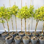 Tavoľa kalinolistá (Physocarpus opulifolius) ´LUTEUS´ - výška 90-110 cm, kont. C5L - NA KMIENKU